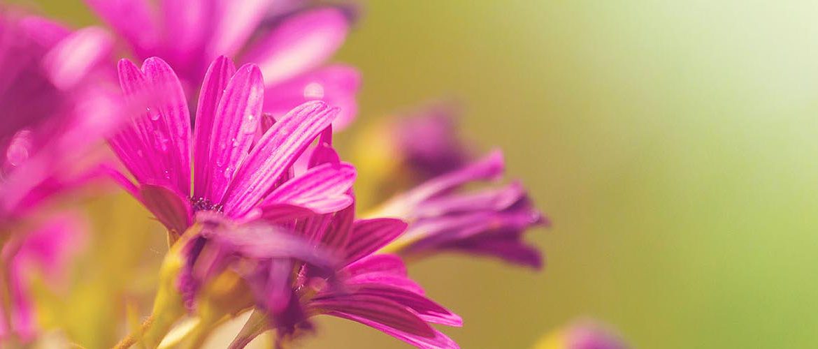 How to Create Better Flower Photographs – Composition and Editing Tips – Pixlr Blog